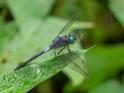 Cannaphila insularis (Gray-waisted Skimmer) male-3.jpg